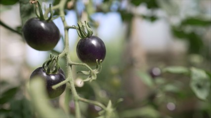 Black tomatoes grow in a greenhouse.  Vegetables grow in the greenhouse