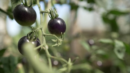 Black tomatoes grow in a greenhouse.  Vegetables grow in the greenhouse