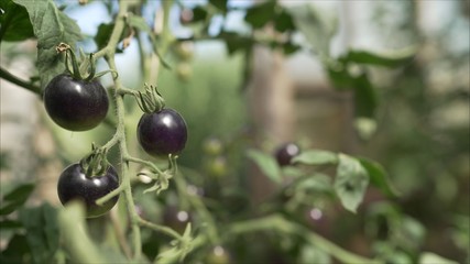 Black tomatoes grow in a greenhouse.  Vegetables grow in the greenhouse