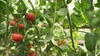 Red small tomatoes grow in a greenhouse	