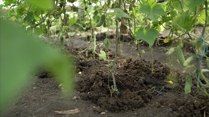 Cucumbers grow on manure in a greenhouse.
