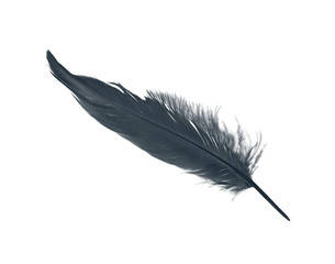 Beautiful black feather isolated on white background