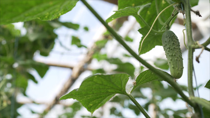 Cucumbers grow on manure in a greenhouse.