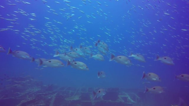 Snapper fish underwater. Reef fish - Bigeye Snappers school on shipwreck