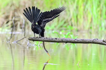 Beautiful of Oriental darter bird or Snake bird, in nature of Thailand