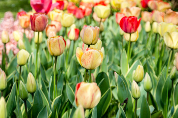 Fototapeta premium tulipani
