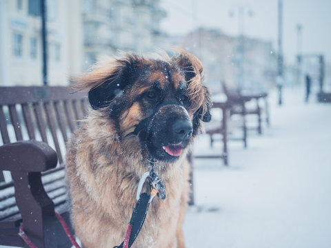 Leonberger dog in the snow