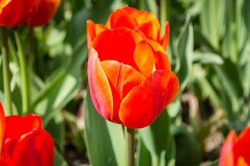 Fototapeta premium tulipani