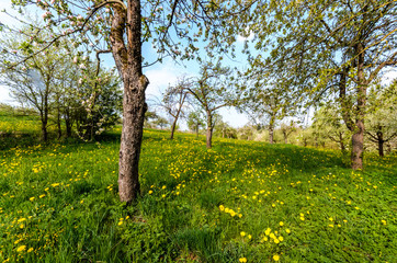 spring in orchard - Streuobstwiese