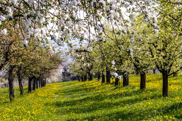 flowering spring in orchard