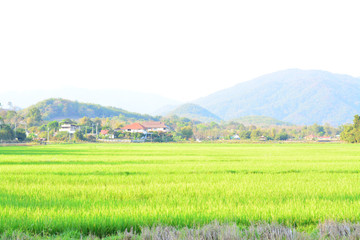 landscape with green field and sky