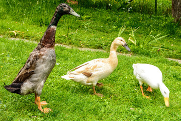 Runner ducks in the grass