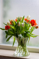 Tulips in glass jar on the windowsill. Red and white tulips. Window, light. 
