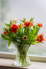 Obraz na płótnie Canvas Tulips in glass jar on the windowsill. Red and white tulips. Window, light. 