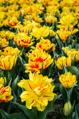 Fototapeta premium tulipani