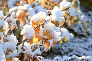 The trees and garden in the snow