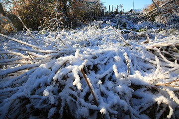 Fototapeta na wymiar The trees and garden in the snow