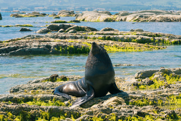 Fototapeta premium Cute Grey Seal na kamienistej plaży, naturalne tło Nowa Zelandia