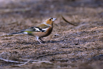 a chaffinch seeks food on the ground of the forest - fringilla coelebs