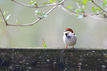 italian sparrow with bread in its beak