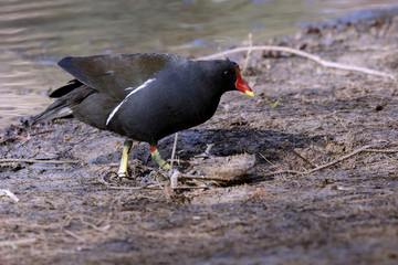 Gallinella d'acqua (Gallinula chloropus)