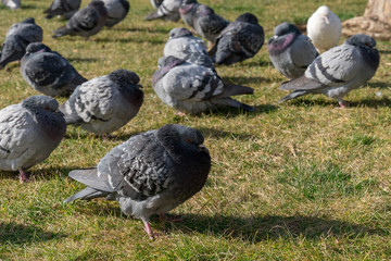 The group of pigeons in the city on a sunny winter day