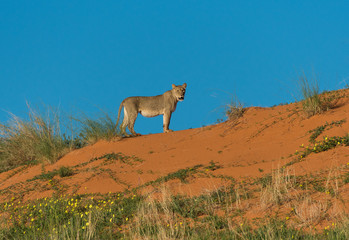 Naklejka premium Young lioness standing on the dune