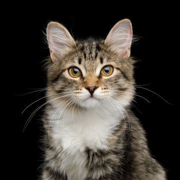 Portrait of Cute Kitten with white breast, looking in Camera on Isolated Black Background, front view