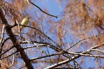 A Small Warbler Bird Phylloscopus collybita rests on a branch