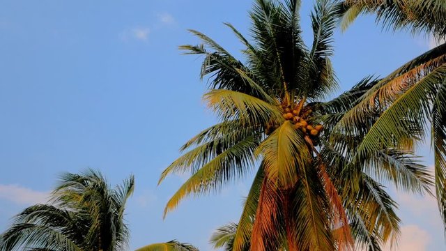 3 in 1 video. Palm trees blowing in the wind