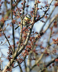 a tom tit cyanistes caeruleus perched on the branches of a tree
