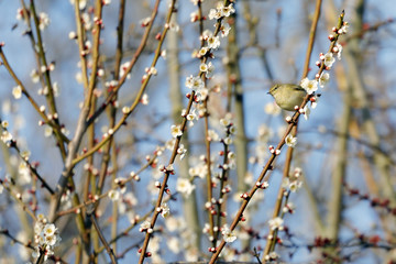 A Small Warbler Bird Phylloscopus collybita rests on a branch