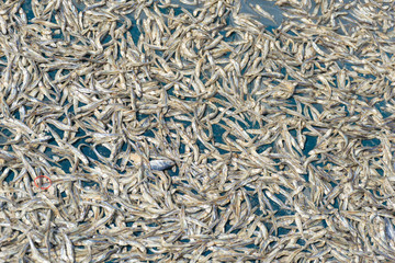 salted fish sea sun bath and dried food