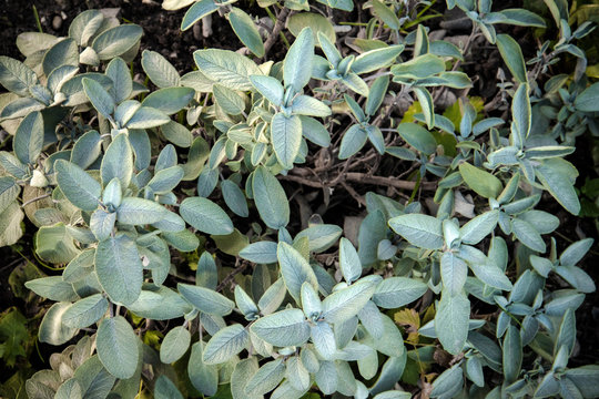 top view of sage plant, bio spice