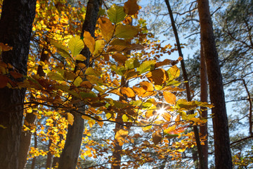 Warm day in autumn forest