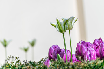 Image Of Beautiful White And Violet Tulip Flowers , Shot From The Mall, London
