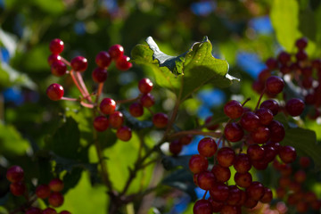 red valley near the house
