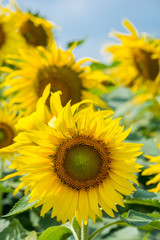Obraz premium sun flower garden