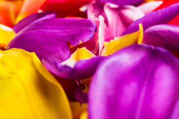 Background of  petals tulips