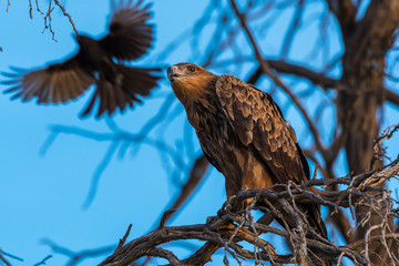Tawny eagle vs drongo