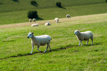 Obraz premium Sheep Walking On Grassy Field I
