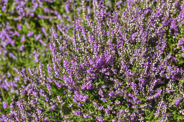Fototapeta premium Flowering pink heather plants in Scotland - also called Erica flowers, lat. Calluna vulgaris