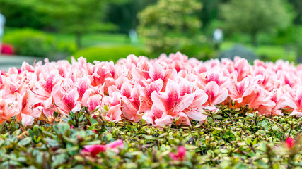 Image Of Beautiful Flowers 6, Shot At Royal Botanic Gardens, Kew