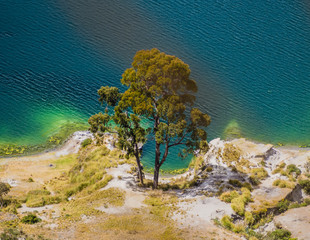 Fototapeta na wymiar Detail of amazing tree along Quilotoa lagoon shoreline, volcanic crater lake in Ecuador 