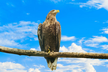 White-tailed eagle sitting on a wooden branch on a blue cloudy sky background