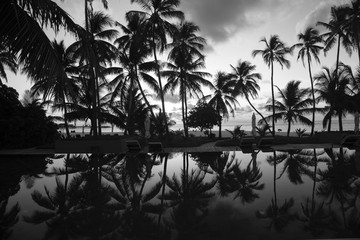 Silhouettes of palm trees on the shore. Black and white