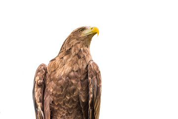 White-tailed eagle isolated on a white background