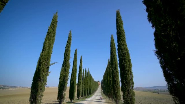 Slow motion stabilized shot - Famous cypress trees row along Tuscany road by POV of car driver driving along countryside of Italy. Cypress tree defines signature of Tuscany for tourist visiting Italy.