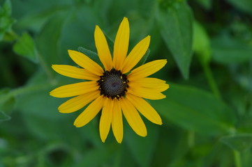 Yellow flower