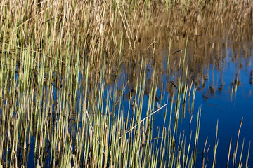 spring day at the river, blue water and green shoots in the water.